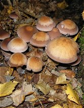 Psathyrella spadicea  MykoGolfer