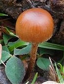 Psilocybe coprophila MykoGolfer
