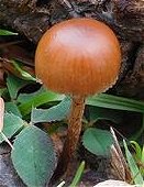 Psilocybe coprophila  MykoGolfer