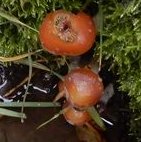 Psilocybe cyanescens MykoGolfer