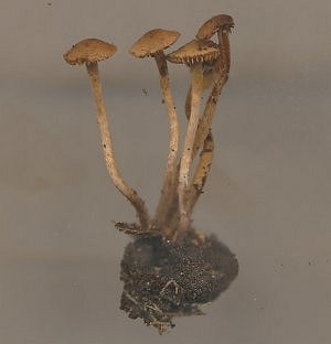 Psilocybe inquilina  MykoGolfer