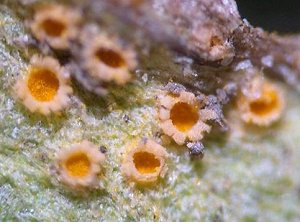 Puccinia lagenophorae © MykoGolfer
