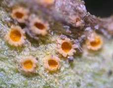 Puccinia lagenophorae © MykoGolfer