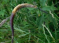 Puccinia urticata  MykoGolfer