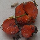 Pulvinula convexella MykoGolfer