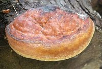 Pycnoporus cinnabarinus © MykoGolfer