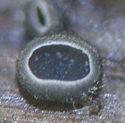 Pyrenopeziza atrata MykoGolfer