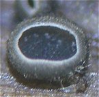 Pyrenopeziza atrata MykoGolfer