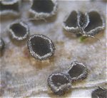 Pyrenopeziza carduorum MykoGolfer