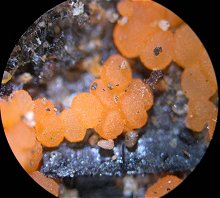 Pyromena domesticum MykoGolfer