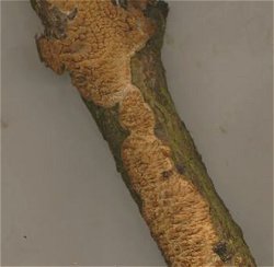 Radulomyces molaris  MykoGolfer
