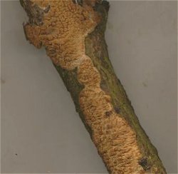 Radulomyces molaris MykoGolfer