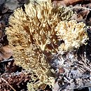 Ramaria abietina  MykoGolfer