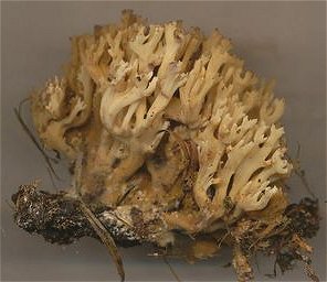 Ramaria decurrens  MykoGolfer