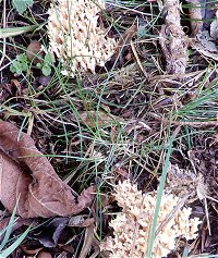 Ramaria decurrens MykoGolfer