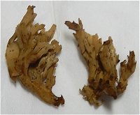 Ramaria decurrens MykoGolfer