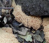 Ramaria stricta MykoGolfer