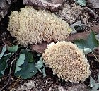 Ramaria stricta MykoGolfer