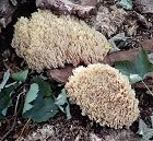 Ramaria stricta  MykoGolfer