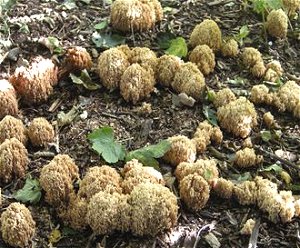 Ramaria stricta  MykoGolfer