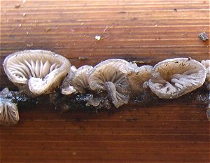 Resupinatus applicatus MykoGolfer