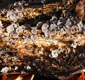 Resupinatus applicatus MykoGolfer