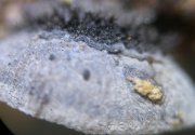 Resupinatus trichotis  MykoGolfer