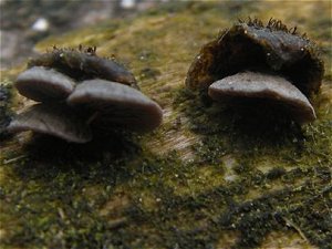 Resupinatus trichotis MykoGolfer