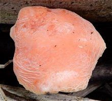 Rhodotus palmatus MykoGolfer