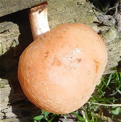 Rhodotus palmatus MykoGolfer