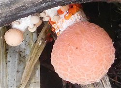 Rhodotus palmatus MykoGolfer