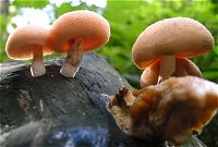 Rhodotus palmatus © MykoGolfer