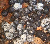 Rosellinia aquila MykoGolfer