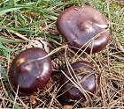 Russula caerulea  MykoGolfer