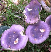 Russula caerulea  MykoGolfer