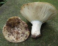 Russula chloroides  MykoGolfer