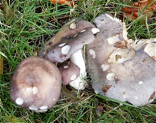 Russula cyanoxantha  MykoGolfer