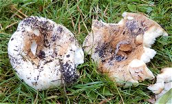 Russula delica MykoGolfer