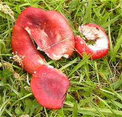 Russula nana  MykoGolfer