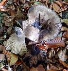 Russula nigricans MykoGolfer