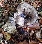 Russula nigricans  MykoGolfer