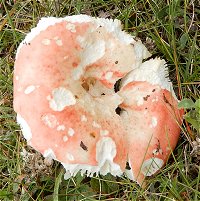 Russula persicina  MykoGolfer