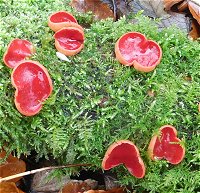 Sarcoscypha austriaca MykoGolfer