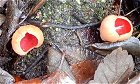 Sarcoscypha austriaca MykoGolfer