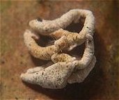 Schizophyllum amplum MykoGolfer