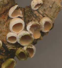 Schizophyllum amplum MykoGolfer