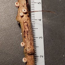 Schizophyllum amplum MykoGolfer