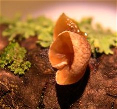 Schizophyllum amplum MykoGolfer