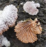 Schizophyllum commune  MykoGolfer