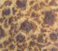 Scleroderma areolatum MykoGolfer